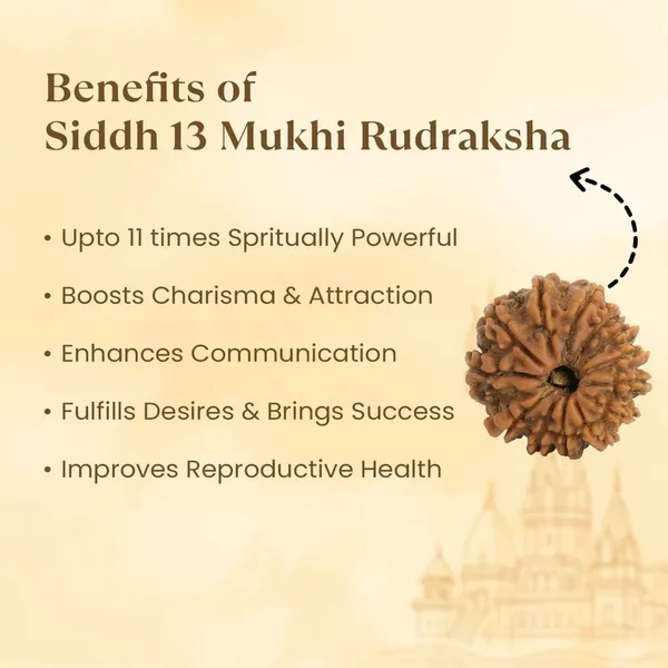 13_Mukhi_Rudraksha_Bead