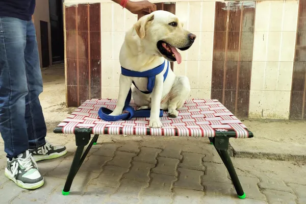 Generic_Idol_Elevated_Foldable_Dog_Bed