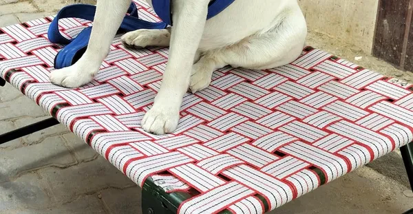 Generic_Idol_Elevated_Foldable_Dog_Bed