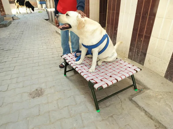 Generic_Idol_Elevated_Foldable_Dog_Bed