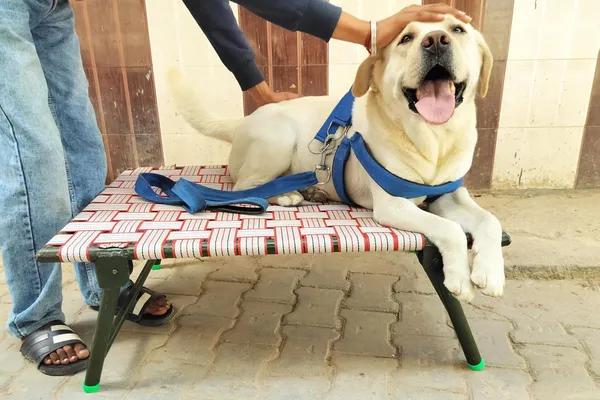 Generic_Idol_Elevated_Foldable_Dog_Bed