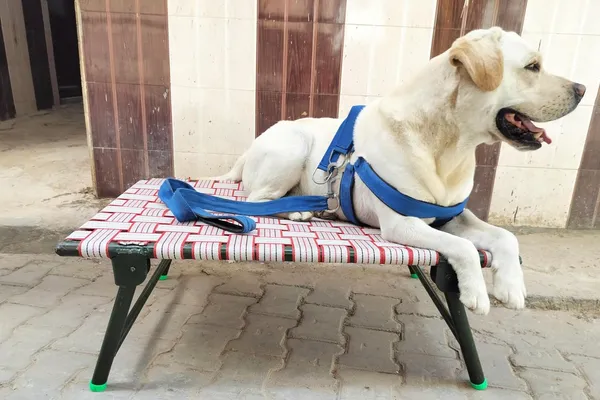 Generic_Idol_Elevated_Foldable_Dog_Bed