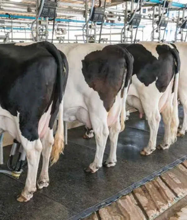 Idol_Eva_Black_Rubber_Mat_Size_8_Foot_By_5_Foot_With_Thickness_Of_30_Mm_For_Cows_Buffalo_And_Horses_Waterproof_And_Easy_To_Clean