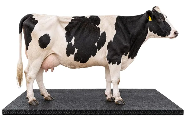 Mrf_Cow_Mat_8_X_5_Feet_30_Mm_Thick_Waterproof_And_Easy_To_Clean_Pure_Eva_Rubber_Mat