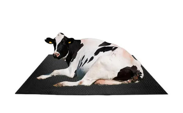 Anmol_Kissan_Eva_Rubber_Mat_For_Cow_And_Buffalo_Feeding_Heavy_Duty_8x5_Ft_30mm_Thick_Anti_Slip_And_Durable_Black_Ma