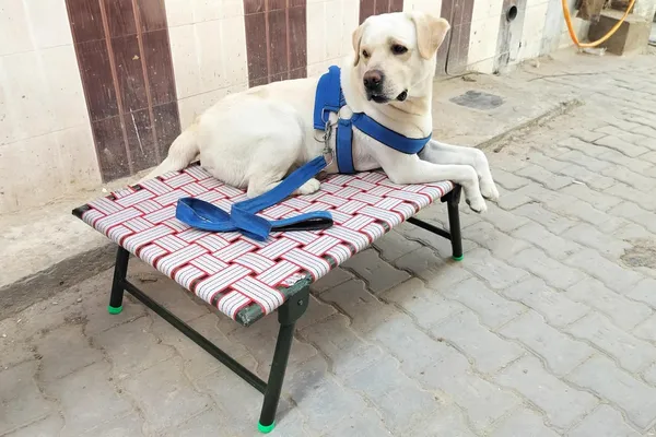Idol_By_Dhara_Elevated_Leg_Foldable_Pet_Dog_Bed_Iron_Frame_With_Nylon_Straps_Outdoor_Indoor_Use_Size_36x24x12_Inch_Strong_Quality_Ideal_Travel_Home_Pet_Furniture