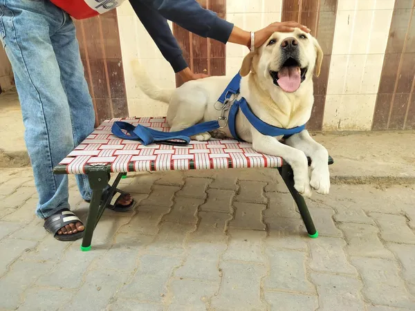 Idol_By_Dhara_Elevated_Leg_Foldable_Pet_Dog_Bed_Iron_Frame_With_Nylon_Straps_Outdoor_Indoor_Use_Size_36x24x12_Inch_Strong_Quality_Ideal_Travel_Home_Pet_Furniture