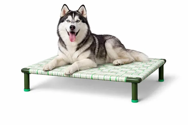 Petluxe_By_Dhara_Elevated_Dog_Bed_2x3_Feet_Light_Green_1_Inch_Round_Metal_Pipe_Frame_Removable_8_Inch_Legs_Nylon_Strap_Sleeping_Surface_Portable_Indoor_Outdoor_Pet_Bed