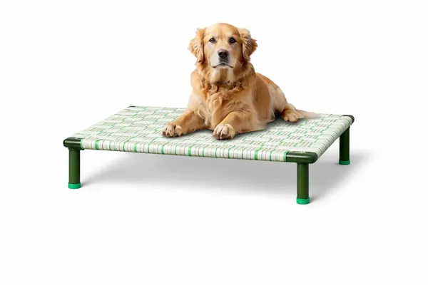 Petluxe_By_Dhara_Elevated_Dog_Bed_2x3_Feet_Light_Green_1_Inch_Round_Metal_Pipe_Frame_Removable_8_Inch_Legs_Nylon_Strap_Sleeping_Surface_Portable_Indoor_Outdoor_Pet_Bed
