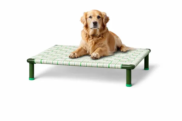 Petvanta_By_Dhara_Elevated_Dog_Bed_2x3_Feet_Strong_1_Inch_Metal_Pipe_Frame_Fixed_8_Inch_Legs_Durable_Nylon_Strap_Base_Indoor_Outdoor_Pet_Cot