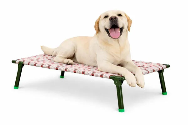 Pawfold_Elevated_Dog_Bed_Foldable_Heavy_Duty_1_Inch_Thik_Pipe_Frame_Breathable_Nylon_Strap_Fabric_Water_Resistant_Washable_Anti_Slip_Feet_Indoor_Outdoor_Pet_Cot_Bed_Large_36x24x12_Inch