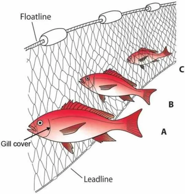 AhmedFishNet_4_FINGER_GILLNET,_80mm_MESH_SIZE,_HEIGHT-4.5feet_Fishing_Net_(Multicolor)