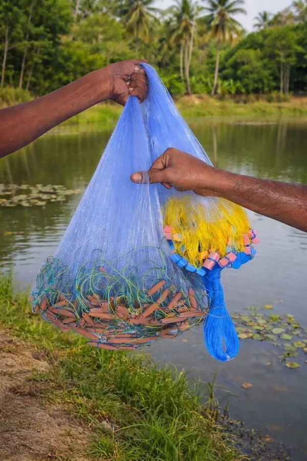 AhmedFishNet_2_FINGER_40MM_GILNET_MUD_SINKER,HIGHT3FT,UP_LENTH45FT(Blue,Green)_Fishing_Net_(Multicolor)