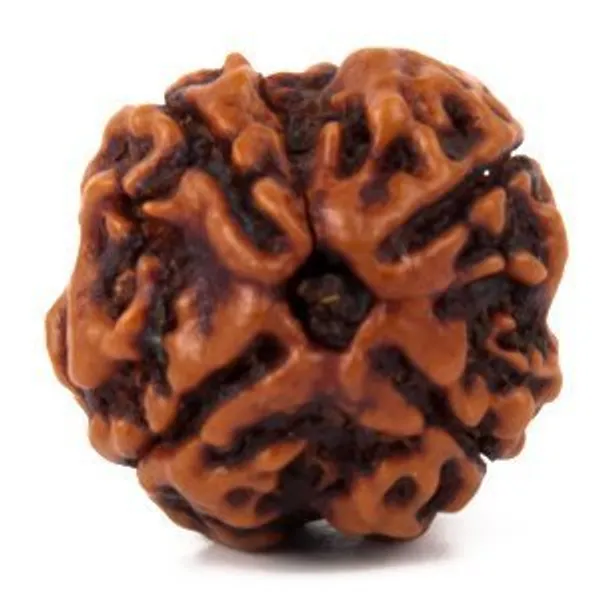 Mantra_Siddha_Natural_4_Mukhi_Nepali_Rudraksha_Brown