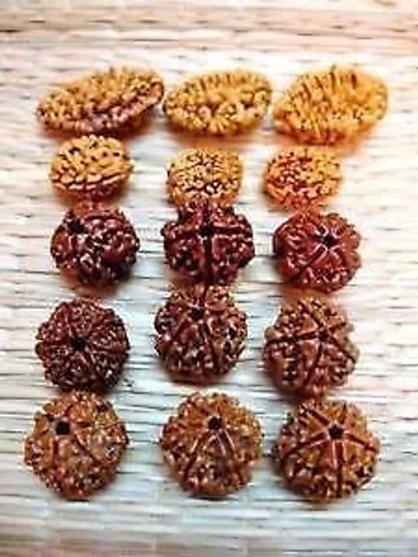 2_3_4_5_6_Mukhi_Natural_Rudraksha_Standard_Size_Brown_Set_Of_20_Beads_4_Pieces_Each