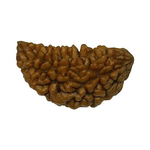 1_Mukhi_Certified_Energized_1_Mukhi_Aaa_Quality_1_Face_Half_Moon_Shape