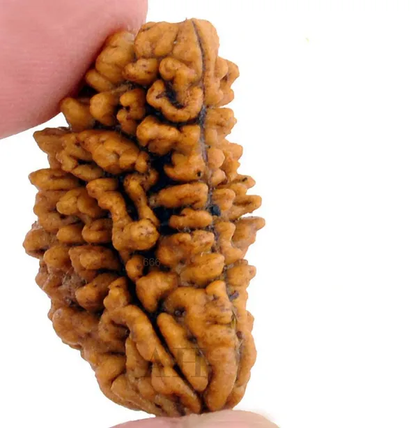 1_Mukhi_Certified_Energized_1_Mukhi_Aaa_Quality_1_Face_Half_Moon_Shape