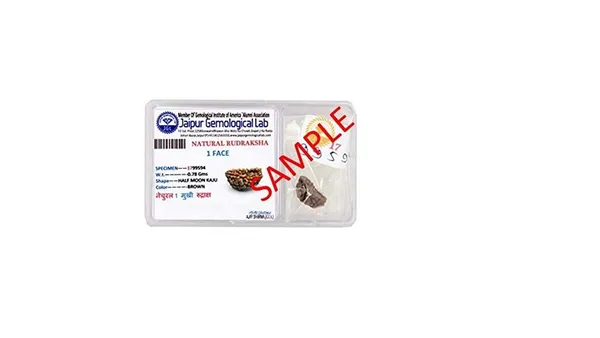 1_Mukhi_Certified_Energized_1_Mukhi_Aaa_Quality_1_Face_Half_Moon_Shape