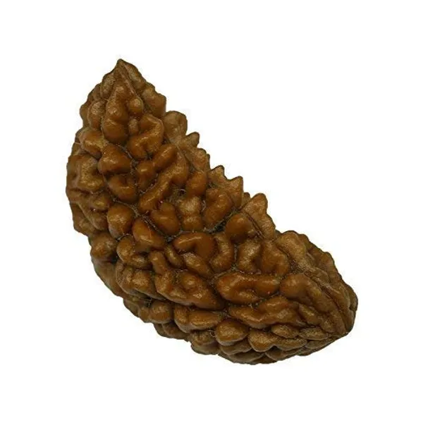 1_Mukhi_Certified_Energized_1_Mukhi_Aaa_Quality_1_Face_Half_Moon_Shape