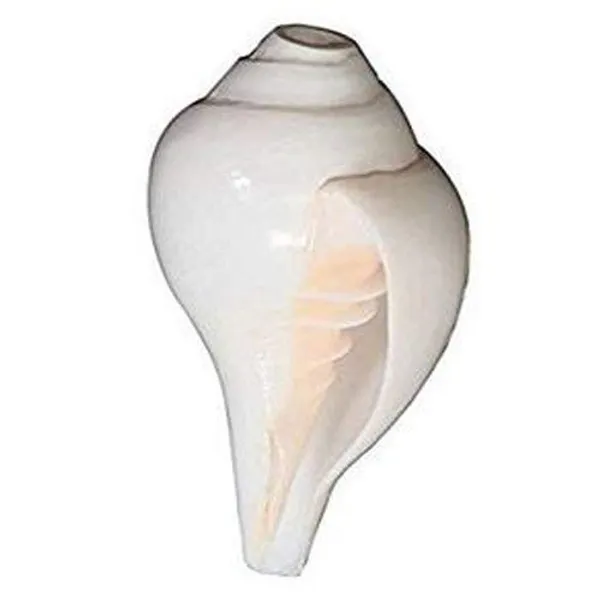 Combo_Set_Of_3Pcs_Sound_Making_Shankh_Shankha_A_Grade_Shankh_White_Blowing_Conch_Bajne_Wala_Shankh_3_Pcs_Set