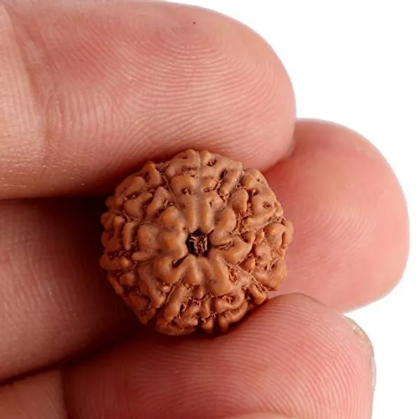 Certified_9_Mukhi_Rudraksha_Brown_9_Face_Rudraksha_Aaa_Quality