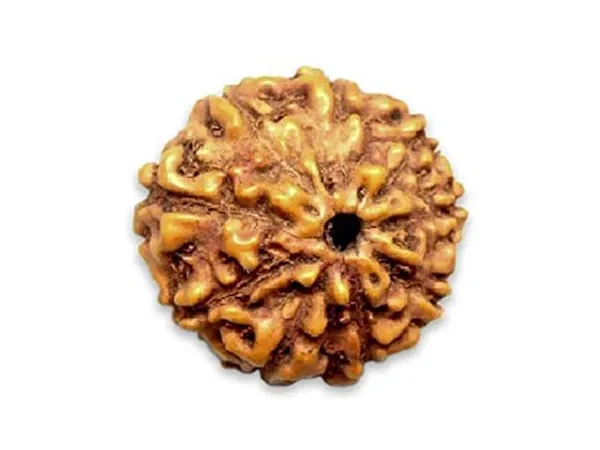 Certified_9_Mukhi_Rudraksha_Brown_9_Face_Rudraksha_Aaa_Quality