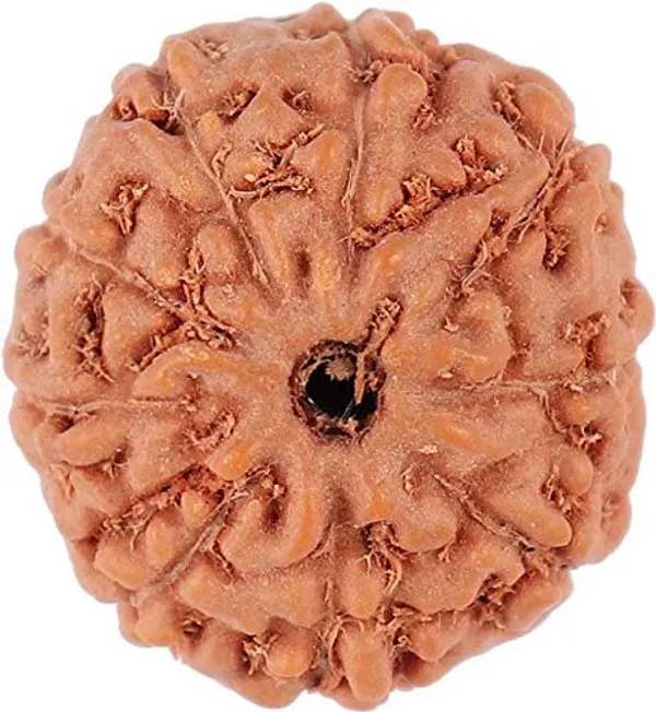 Certified_9_Mukhi_Rudraksha_Brown_9_Face_Rudraksha_Aaa_Quality