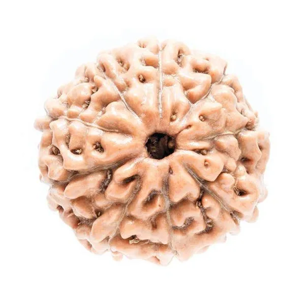 Certified_9_Mukhi_Rudraksha_Brown_9_Face_Rudraksha_Aaa_Quality