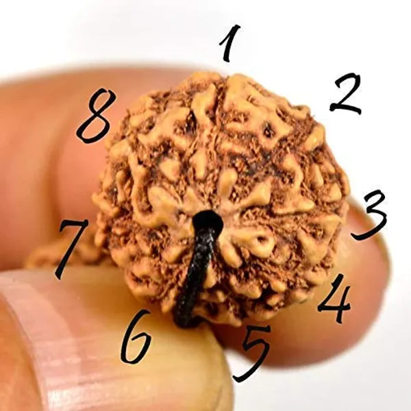 Certified_8_Mukhi_Rudraksha_Mala_8_Face_Rudraksha_Mala