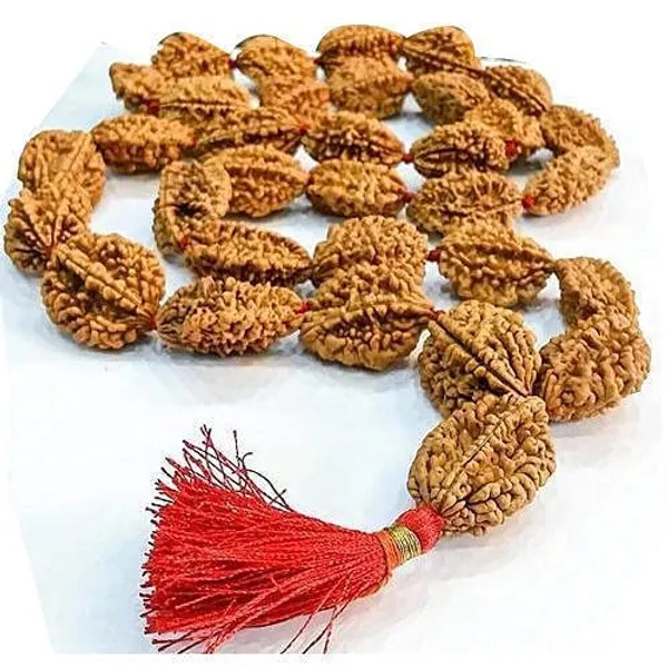Certified_2_Mukhi_Rudraksha_Mala_Energized_2_Mukhi_Rudraksha_Mala_33_Beads_Mala