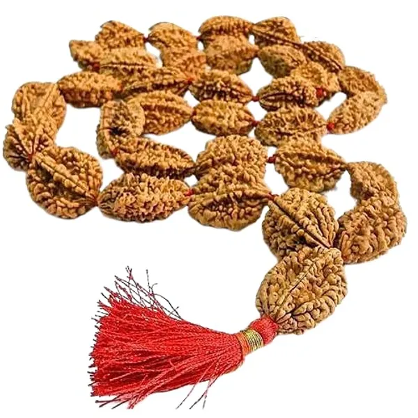 Certified_2_Mukhi_Rudraksha_Mala_Energized_2_Mukhi_Rudraksha_Mala_33_Beads_Mala