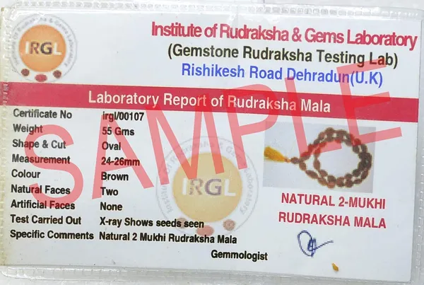Certified_2_Mukhi_Rudraksha_Mala_Energized_2_Mukhi_Rudraksha_Mala_33_Beads_Mala