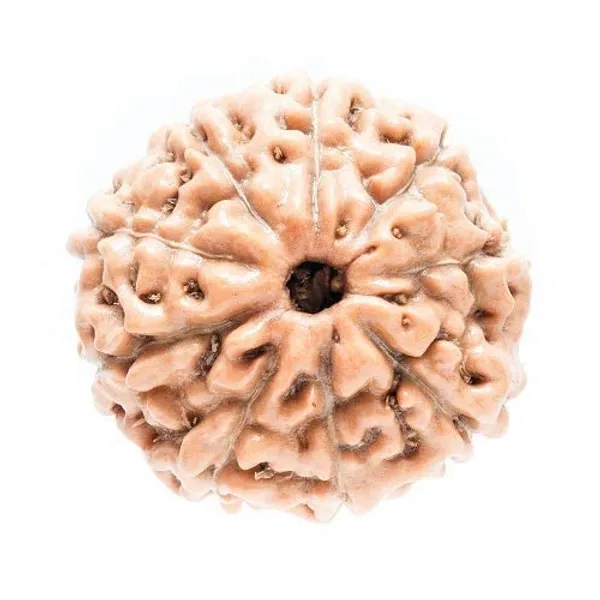 Certified_9_Mukhi_Rudraksha_Brown_9_Face_Rudraksha_Aaa_Quality