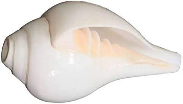 Combo_Set_Of_3Pcs_Sound_Making_Shankh_Shankha_A_Grade_Shankh_White_Blowing_Conch_Bajne_Wala_Shankh_3_Pcs_Set
