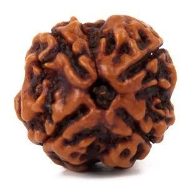 Mantra_Siddha_Natural_4_Mukhi_Nepali_Rudraksha_Brown