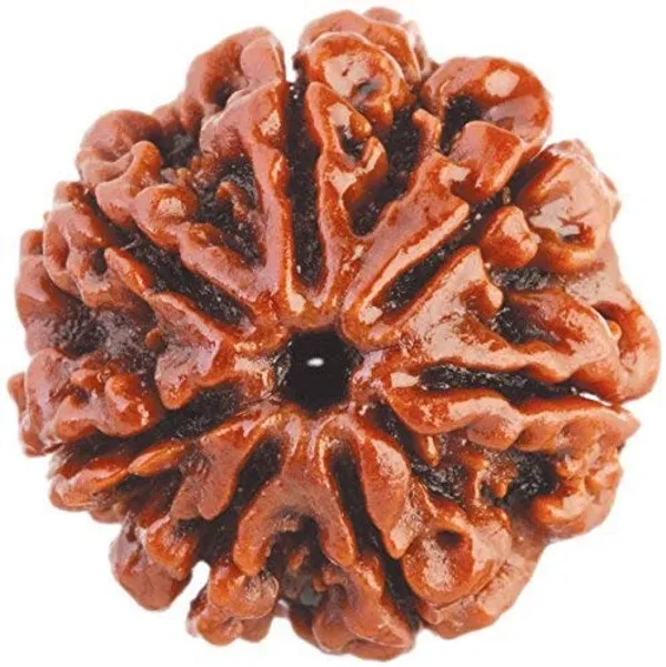 7_Mukhi_Nepali_Certified_Rudraksha_Seven_Face_Nepali_Rudraksha_100_Original_Genuine_Certified_Rudraksha