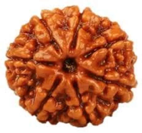 7_Mukhi_Nepali_Certified_Rudraksha_Seven_Face_Nepali_Rudraksha_100_Original_Genuine_Certified_Rudraksha