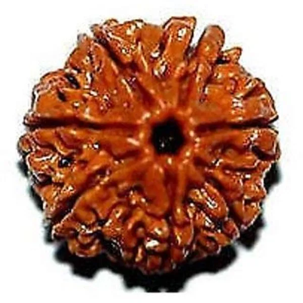 7_Mukhi_Nepali_Certified_Rudraksha_Seven_Face_Nepali_Rudraksha_100_Original_Genuine_Certified_Rudraksha
