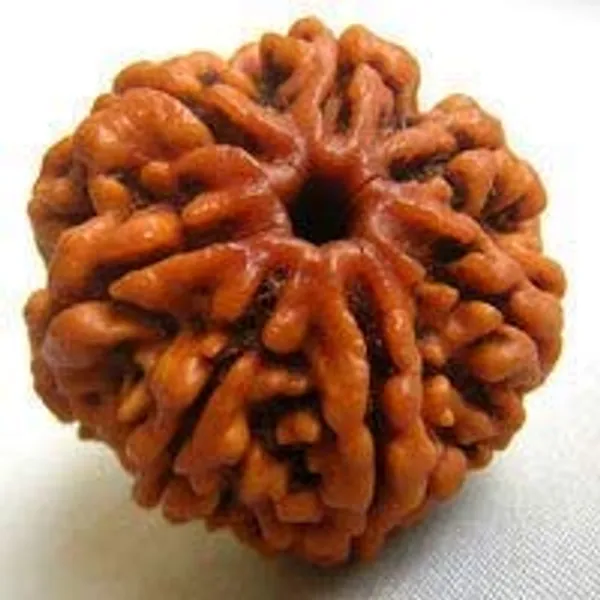 7_Mukhi_Nepali_Certified_Rudraksha_Seven_Face_Nepali_Rudraksha_100_Original_Genuine_Certified_Rudraksha
