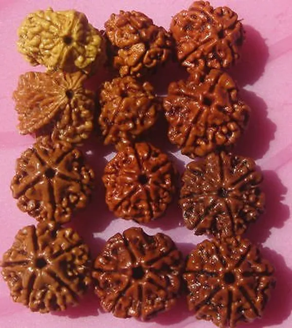100_Natural_2_3_4_5_6_7_Mukhi_Face_12_Pieces_Rudraksha_100_Natural_2_3_4_5_6_7_Mukhi