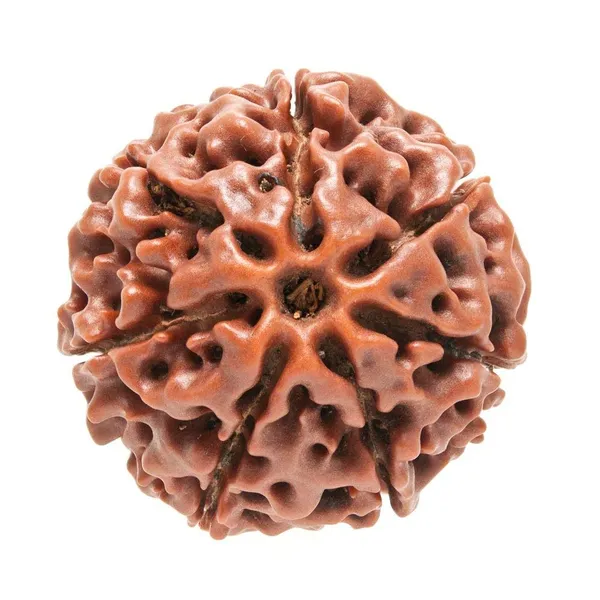 7_Mukhi_Rudraksha_Brown