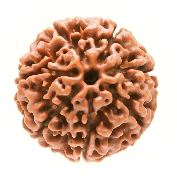 7_Mukhi_Rudraksha_Brown
