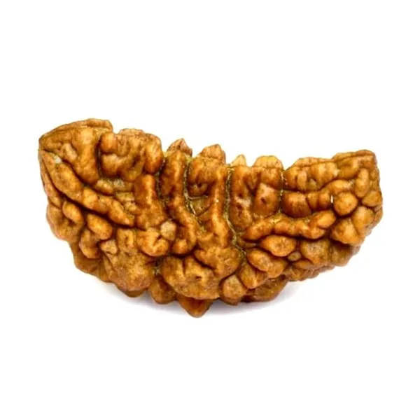Natural_Certified_1_Mukhi_Rudraksha