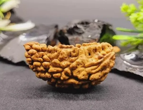 Natural_Certified_1_Mukhi_Rudraksha