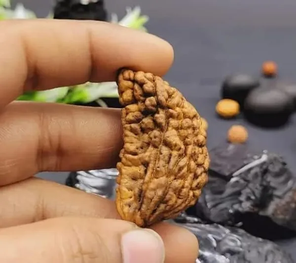 Natural_Certified_1_Mukhi_Rudraksha