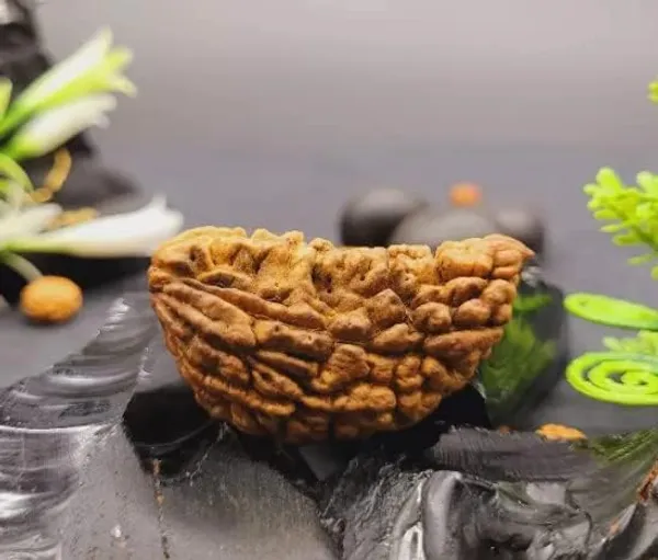 Natural_Certified_1_Mukhi_Rudraksha