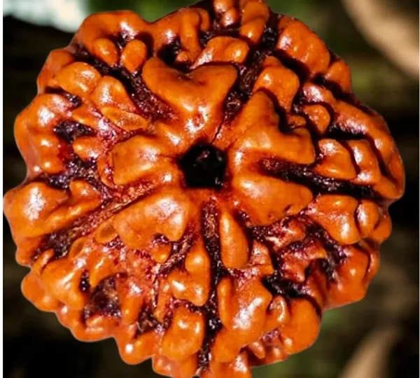 5_Mukhi_Rudraksha_Original_Certified_Bead_Natural_Nepal_Bead_Helps_To_Improve_Self_Confidence_Spiritual_Growth_Negative_Energies_For_Men_Women_Use_For_Meditation_And_Prayer_Protection_Chakra_Balancing_Spiritual_Growth