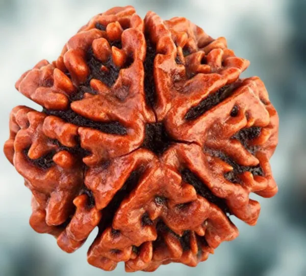 5_Mukhi_Rudraksha_Original_Certified_Bead_Natural_Nepal_Bead_Helps_To_Improve_Self_Confidence_Spiritual_Growth_Negative_Energies_For_Men_Women_Use_For_Meditation_And_Prayer_Protection_Chakra_Balancing_Spiritual_Growth