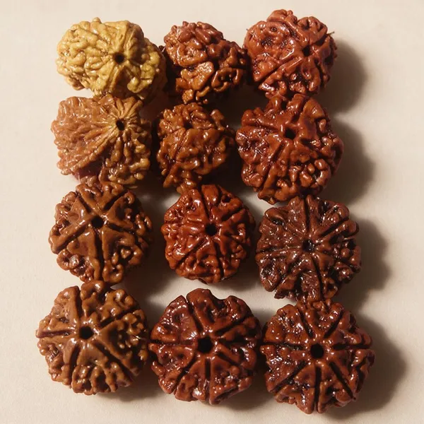 100_Natural_2_3_4_5_6_7_Mukhi_Face_12_Pieces_Rudraksha_100_Natural_2_3_4_5_6_7_Mukhi