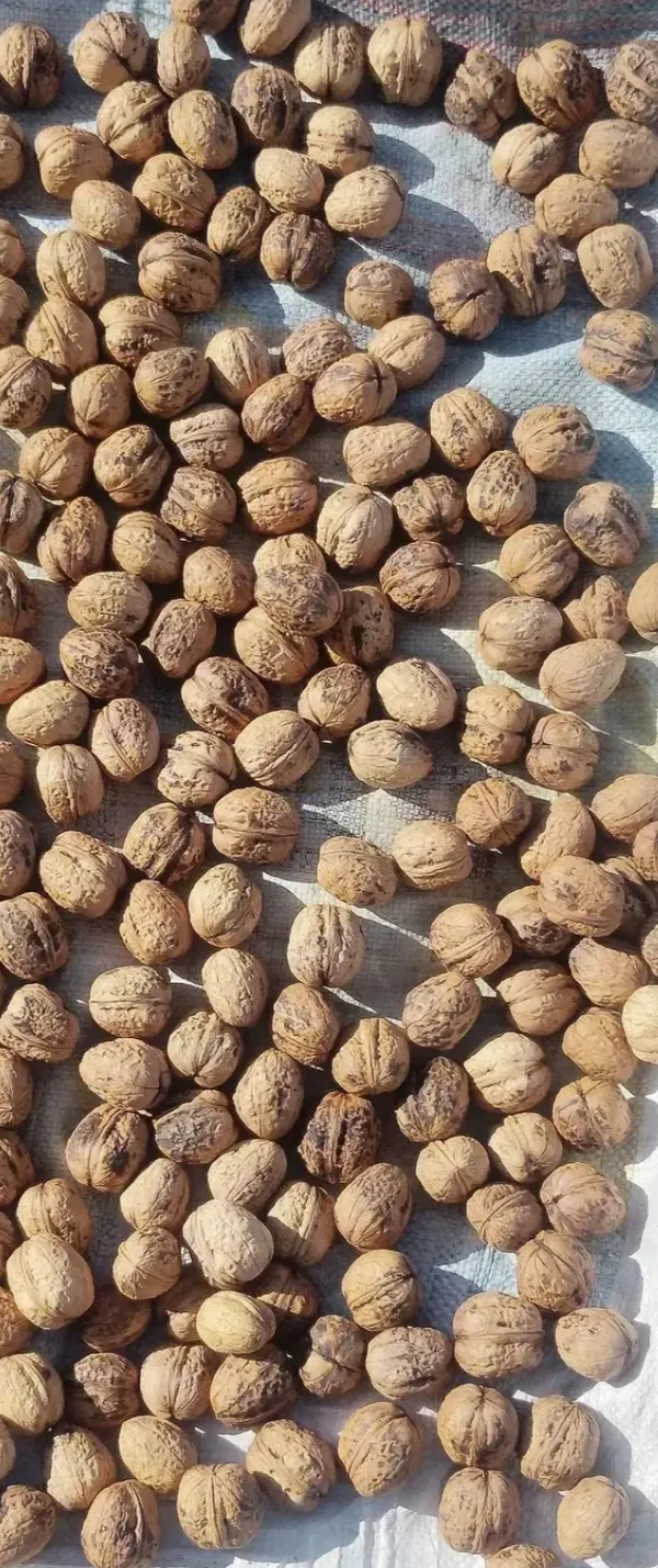 Whole_Walnuts_In_Shell